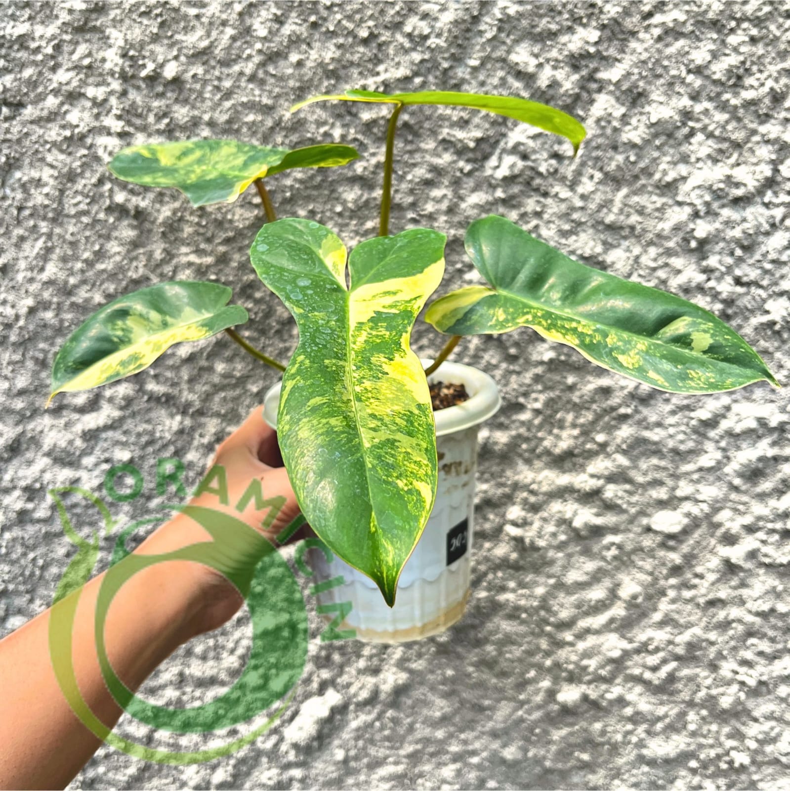 jeopardy philodendron Philodendron 'Florida Beauty' x 'Billietiae'(wk6-UE)