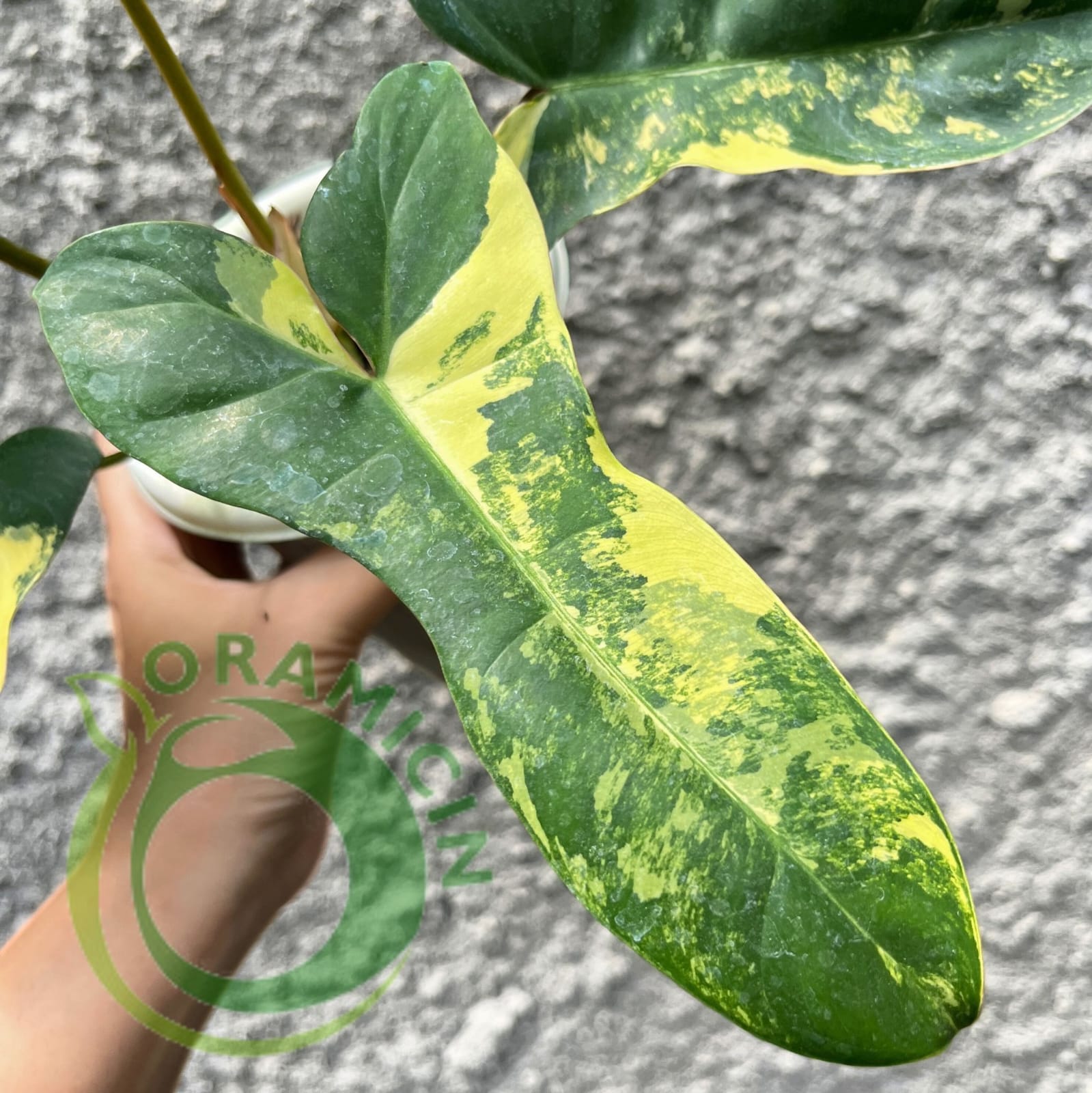 jeopardy philodendron Philodendron 'Florida Beauty' x 'Billietiae'(wk6-UE)