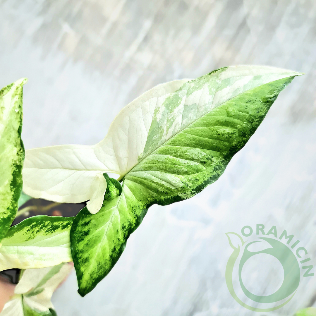 Syngonium Angustatum Albo Variegated Tropical Plants ORAMICIN