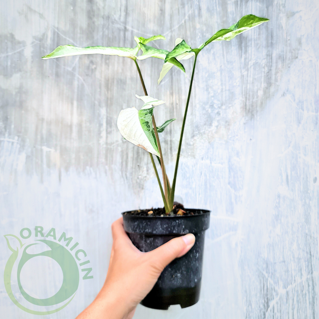 Syngonium Angustatum Albo Variegated Tropical Plants ORAMICIN