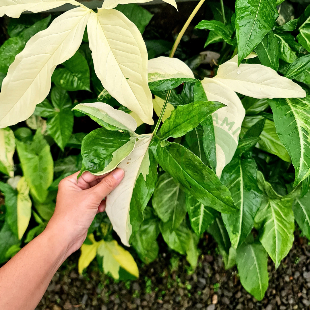 Syngonium Angustatum Albo Variegated Tropical Plants ORAMICIN