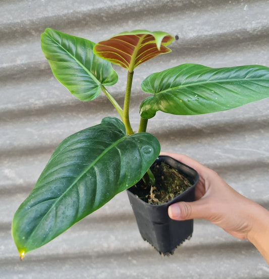 NEW Philodendron Sub Bicolor