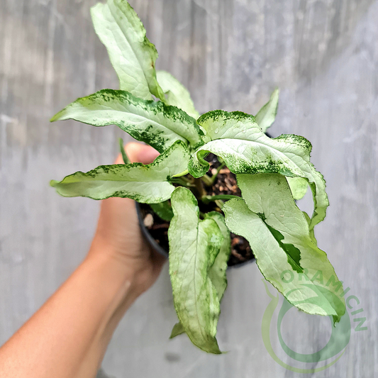 Syngonium Fairy Wings Tropical Plants ORAMICIN