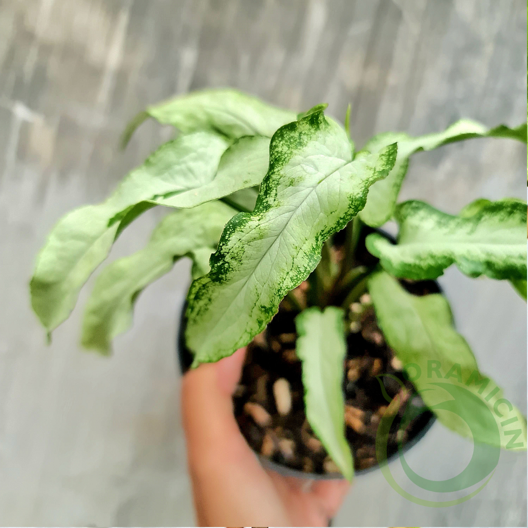 Syngonium Fairy Wings Tropical Plants ORAMICIN