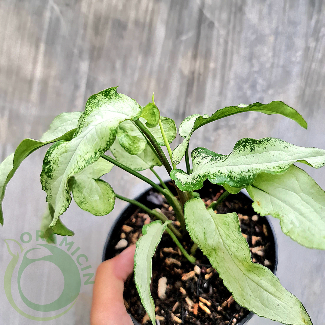 Syngonium Fairy Wings Tropical Plants ORAMICIN