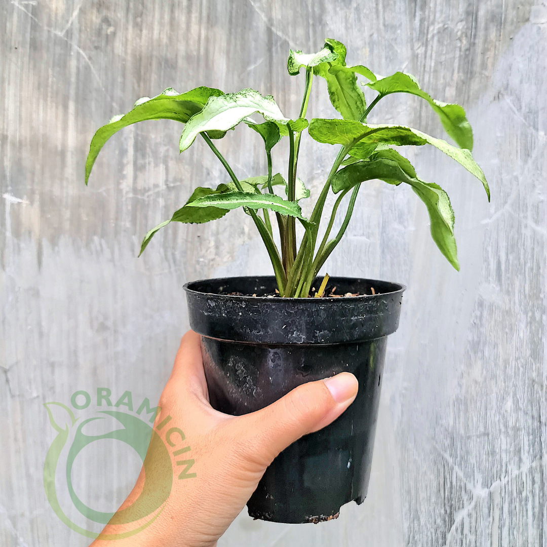 Syngonium Fairy Wings Tropical Plants ORAMICIN