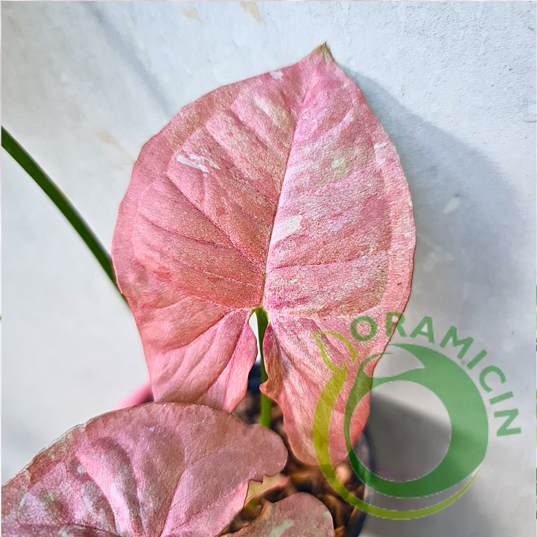 Syngonium Pink Candy Variegated Tropical Plants ORAMICIN