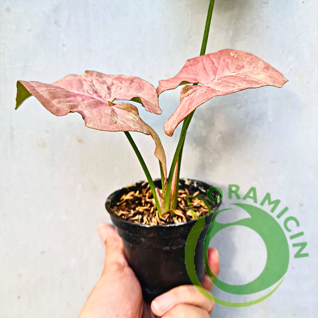 Syngonium Pink Candy Variegated Tropical Plants ORAMICIN