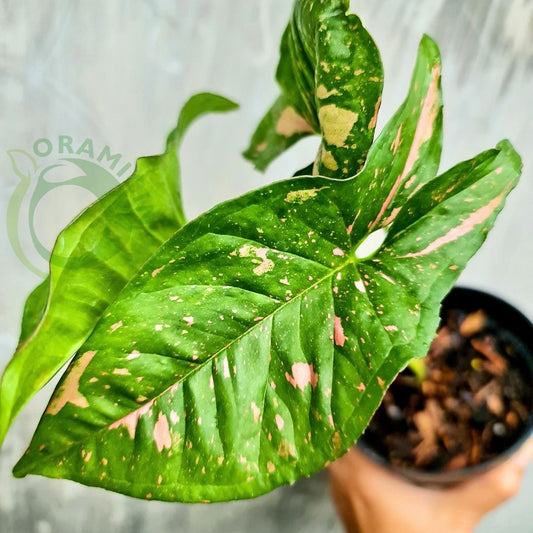 Syngonium Pink Splash Allusion Variegated Tropical Plants ORAMICIN