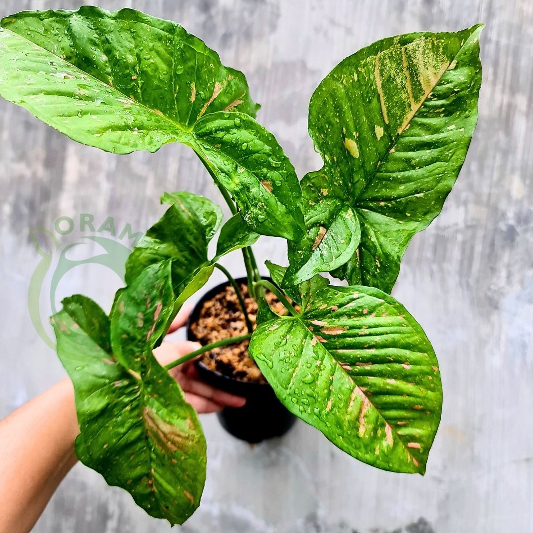 Syngonium Pink Splash Allusion Variegated Tropical Plants ORAMICIN