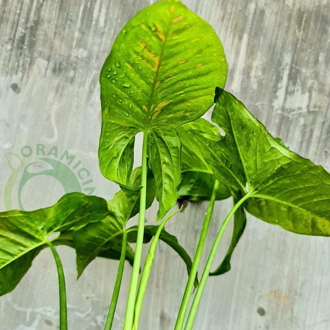 Syngonium Pink Splash Allusion Variegated Tropical Plants ORAMICIN