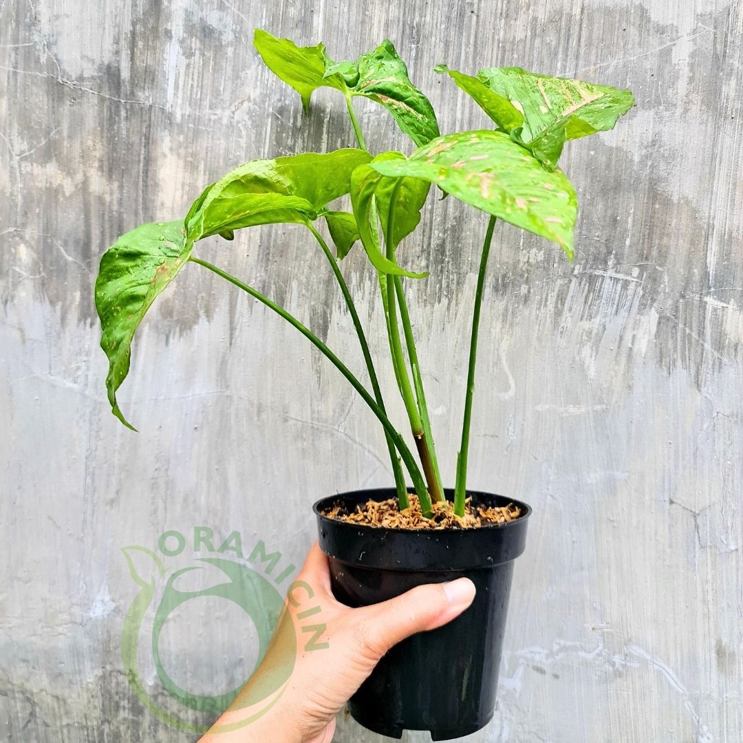 Syngonium Pink Splash Allusion Variegated Tropical Plants ORAMICIN