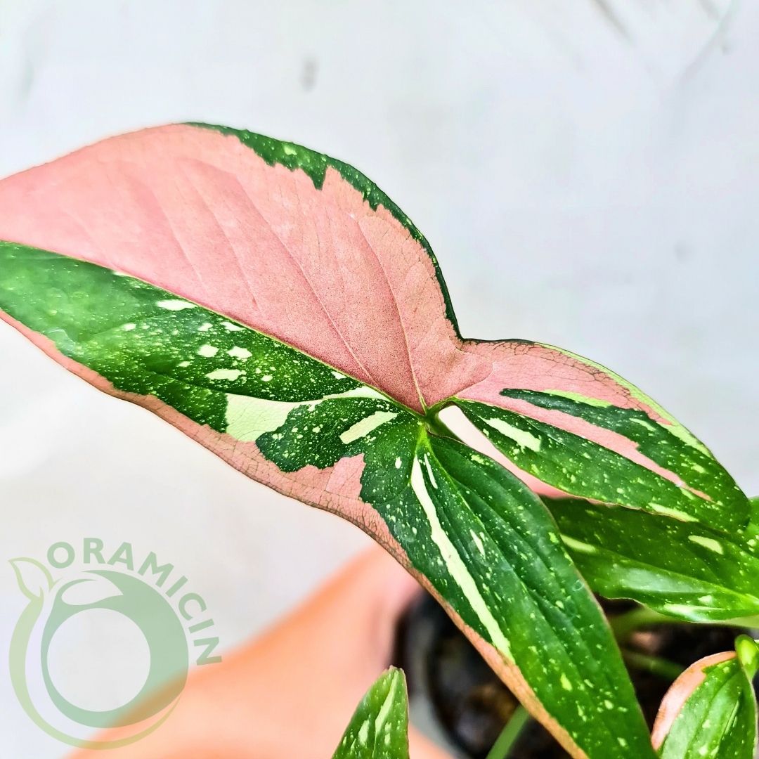 Syngonium Red Spot Tricolor Variegated Tropical Plants ORAMICIN