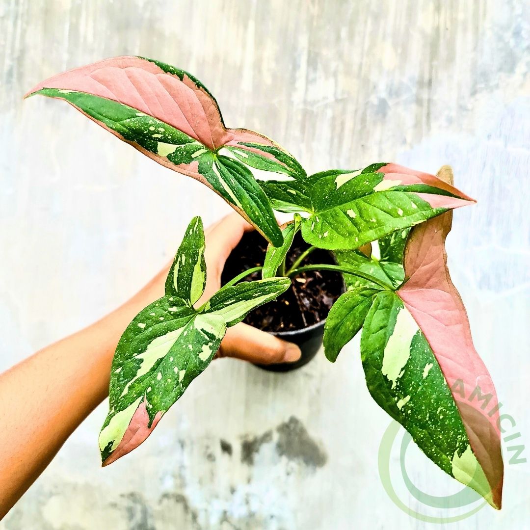 Syngonium Red Spot Tricolor Variegated Tropical Plants ORAMICIN