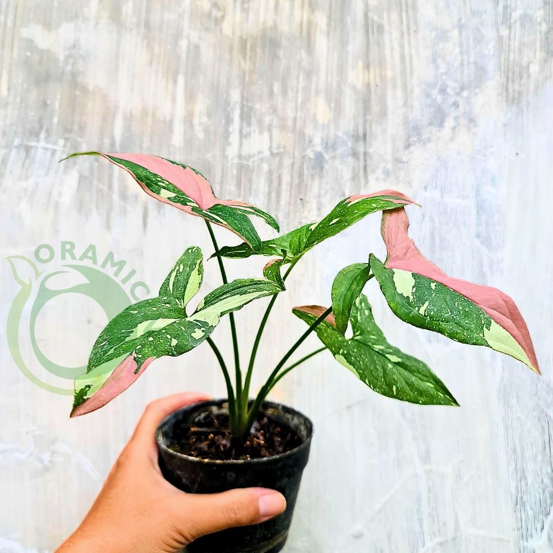 Syngonium Red Spot Tricolor Variegated Tropical Plants ORAMICIN