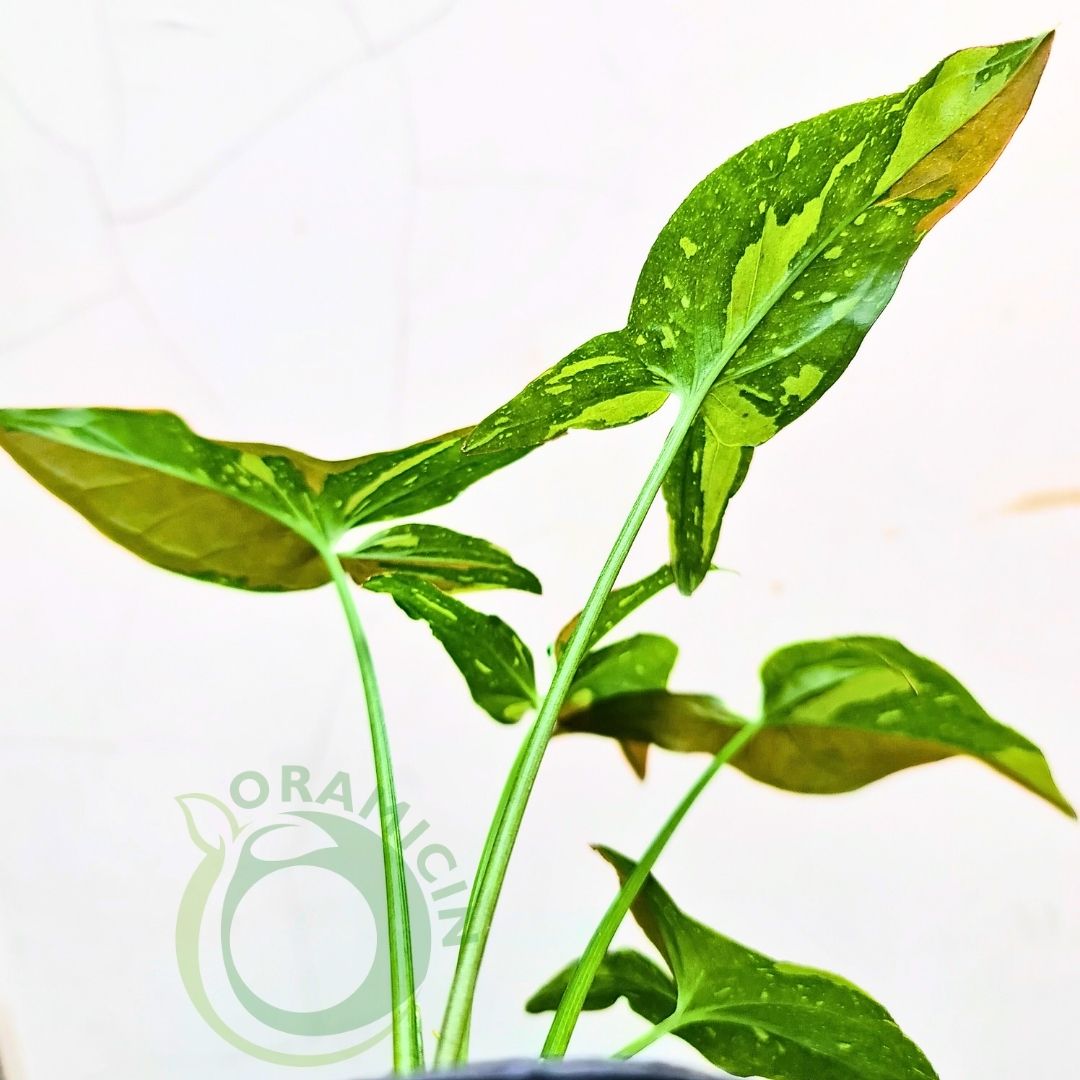 Syngonium Red Spot Tricolor Variegated Tropical Plants ORAMICIN