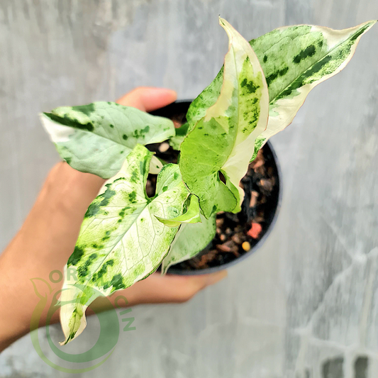Syngonium T25 MUTATION Tropical Plants ORAMICIN
