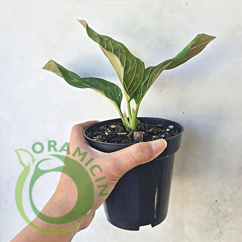 aglaonema pictum tricolor for sale philippines Aglaonema Army (Pictum Tricolor X Rotundum Aceh) – oramicin
