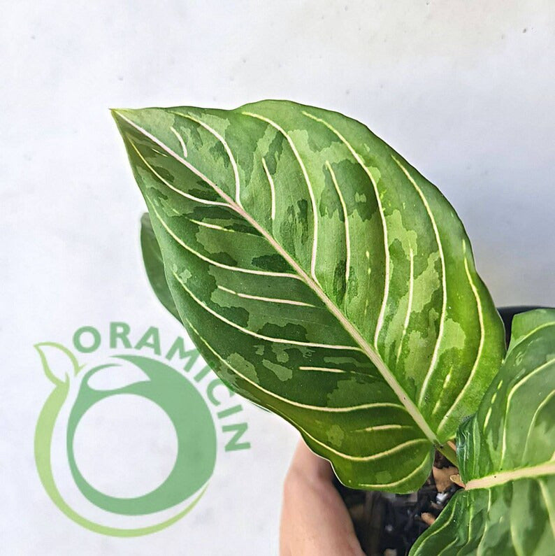 aglaonema rotundum red army Aglaonema Army (Pictum Tricolor X Rotundum Aceh)