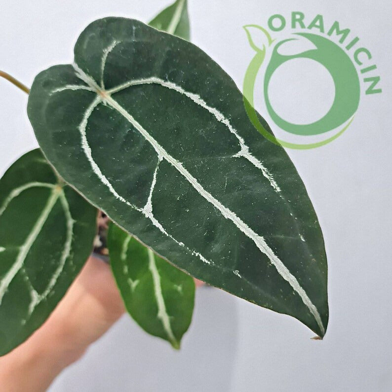 anthurium clarinervium x forgetii Anthurium Forgetii Silver (Small Size) – oramicin