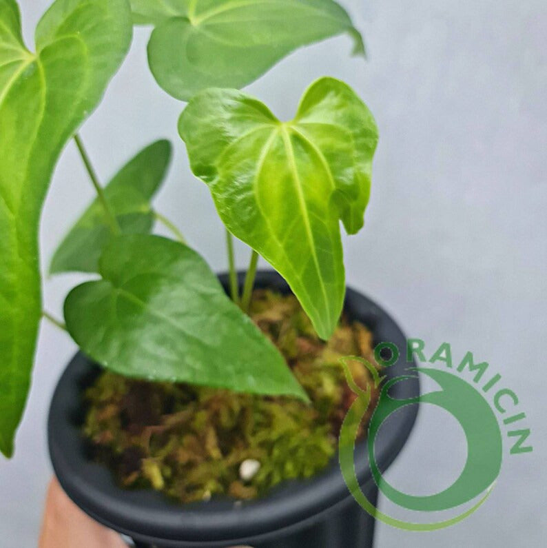 anthurium clarinervium hybrid Anthurium Pedatoradiatum X Clarinervium (Small Size) – oramicin