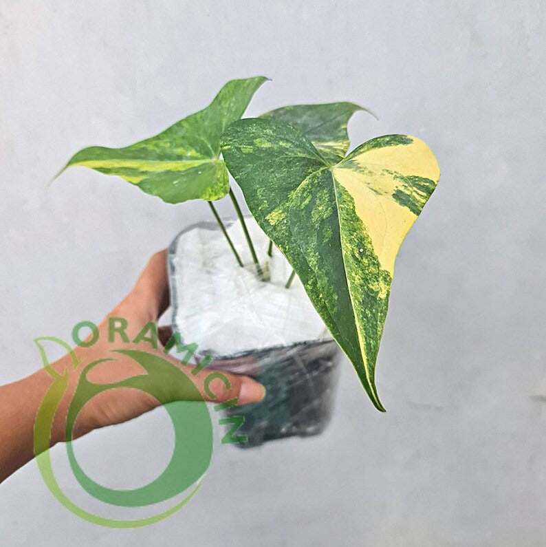 anthurium pterodactyl Anthurium Pterodactyl variegated *Preorder* Acclimated