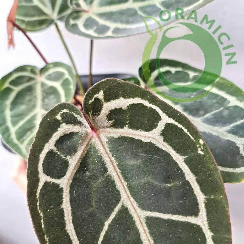 anthurium nse Anthurium Red Crystallinum (NSE)