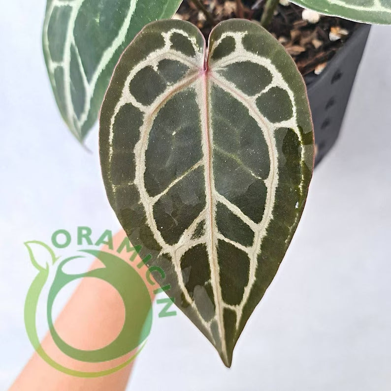 red anthurium crystallinum Anthurium Red Crystallinum (NSE)