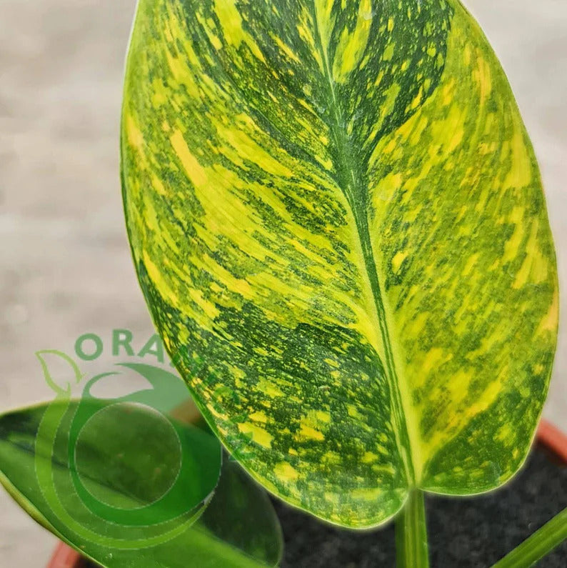 Philodendron Green Congo Marble Variegated Tropical Plants ORAMICIN