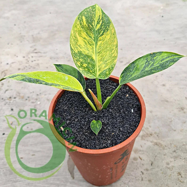 Philodendron Green Congo Marble Variegated Tropical Plants ORAMICIN