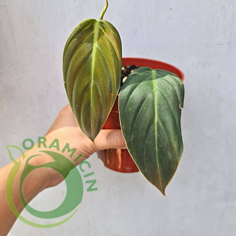 Philodendron Gigas Tropical Plants ORAMICIN