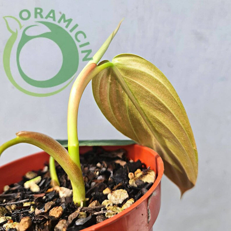 Philodendron Gigas Tropical Plants ORAMICIN