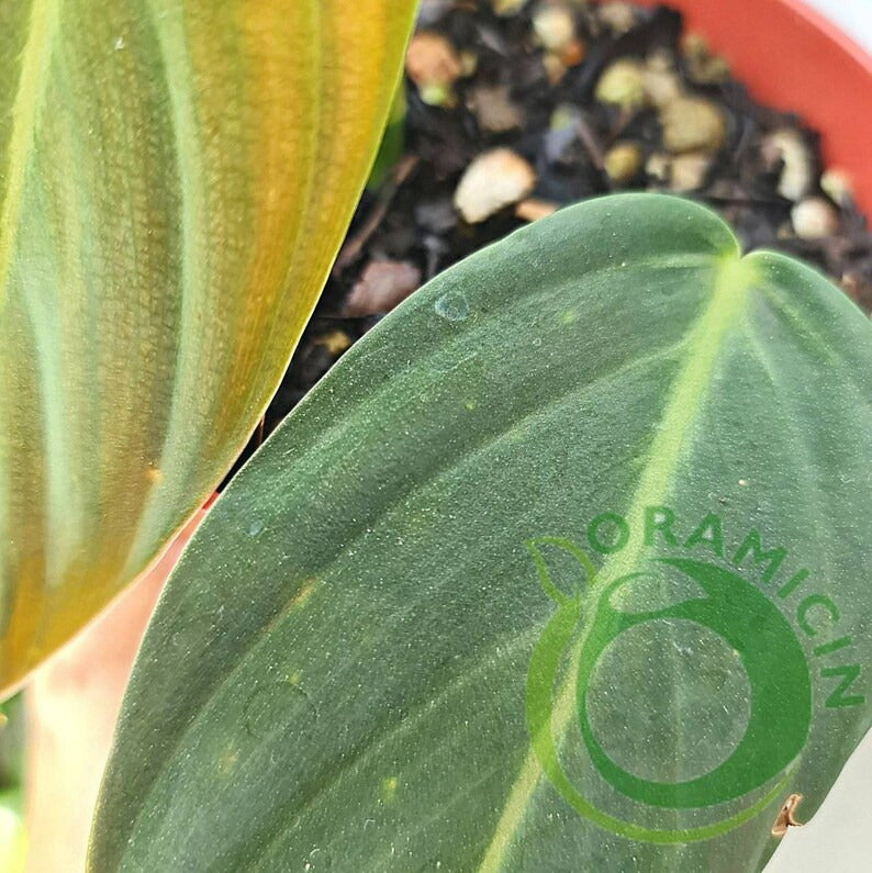 Philodendron Gigas Tropical Plants ORAMICIN