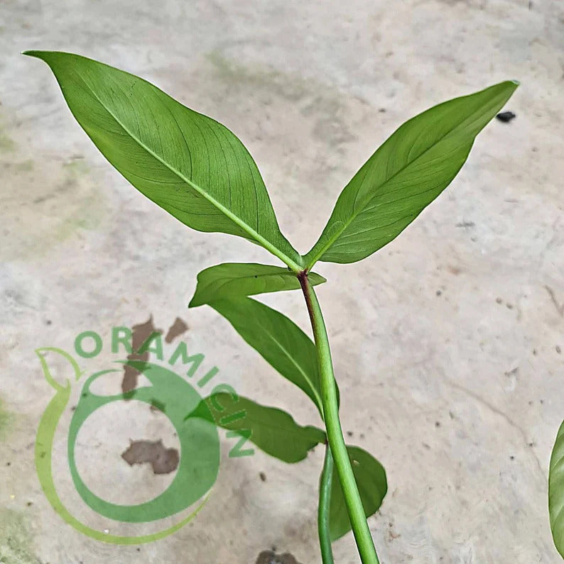 Philodendron Santamartinense Tropical Plants ORAMICIN