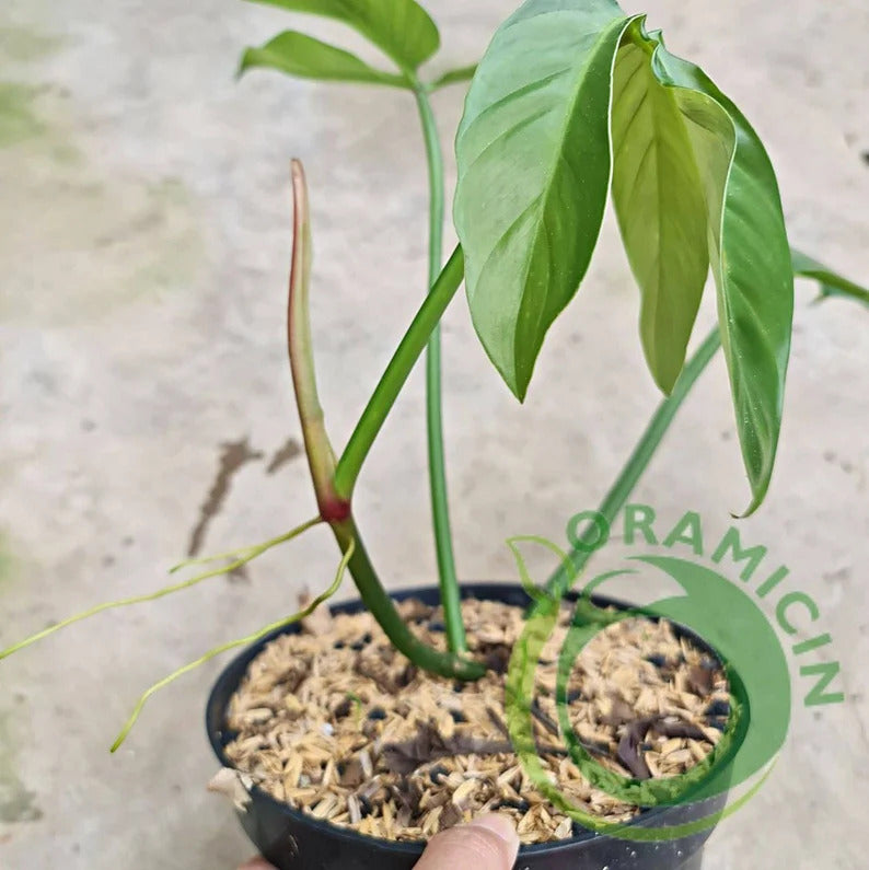 Philodendron Santamartinense Tropical Plants ORAMICIN