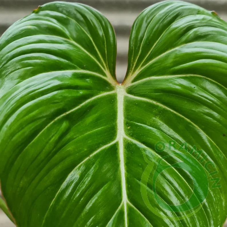 Philodendron Gloriosum