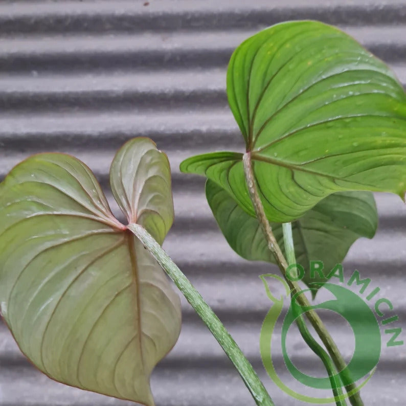 Philodendron Gloriosum