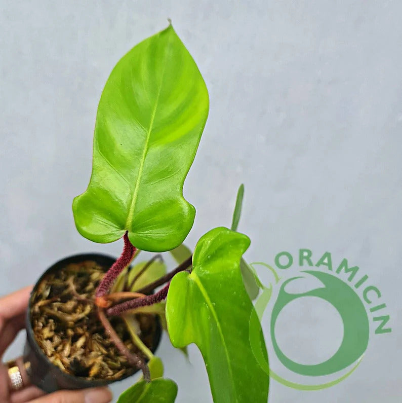 Philodendron Squami X Florida Ghost Tropical Plants ORAMICIN