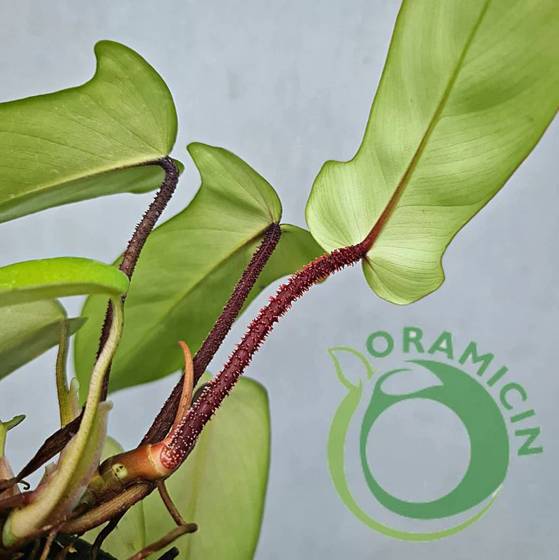 Philodendron Squami X Florida Ghost Tropical Plants ORAMICIN