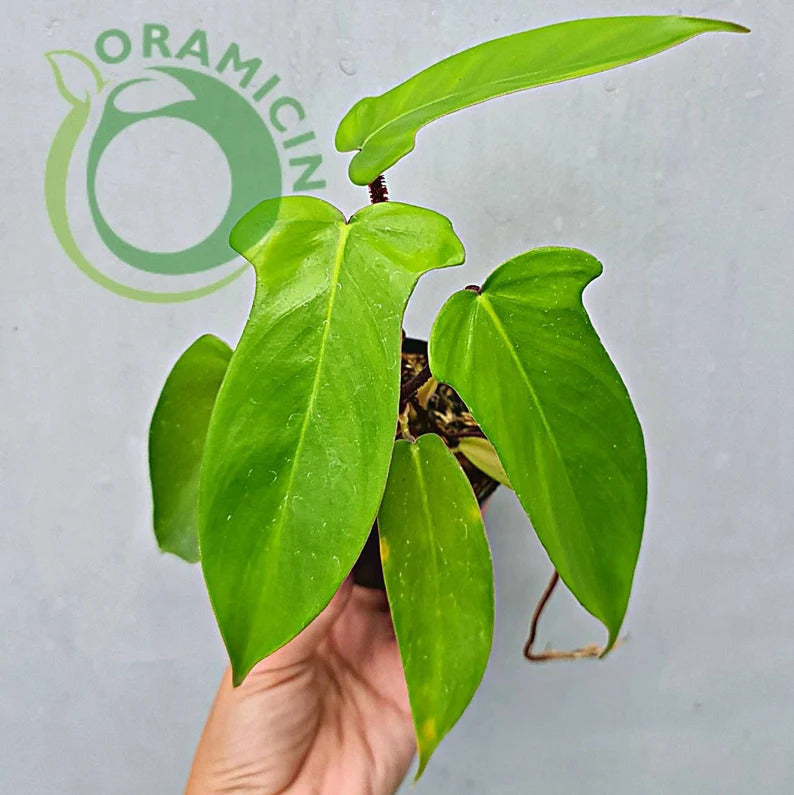 Philodendron Squami X Florida Ghost Tropical Plants ORAMICIN
