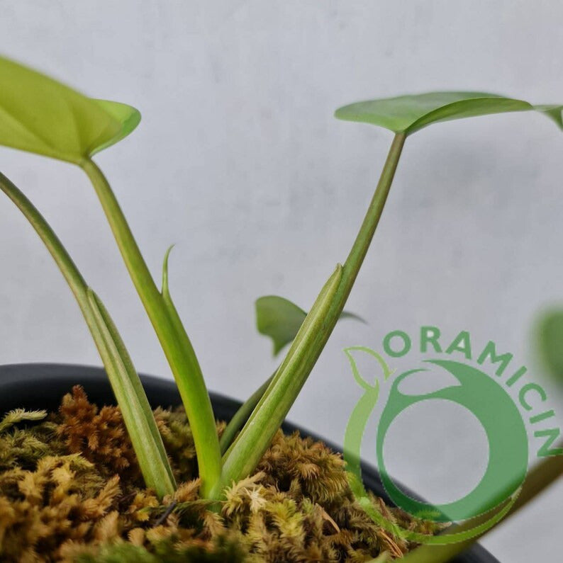 Philodendron Avocado Shake Variegated RARE Tropical Plants ORAMICIN