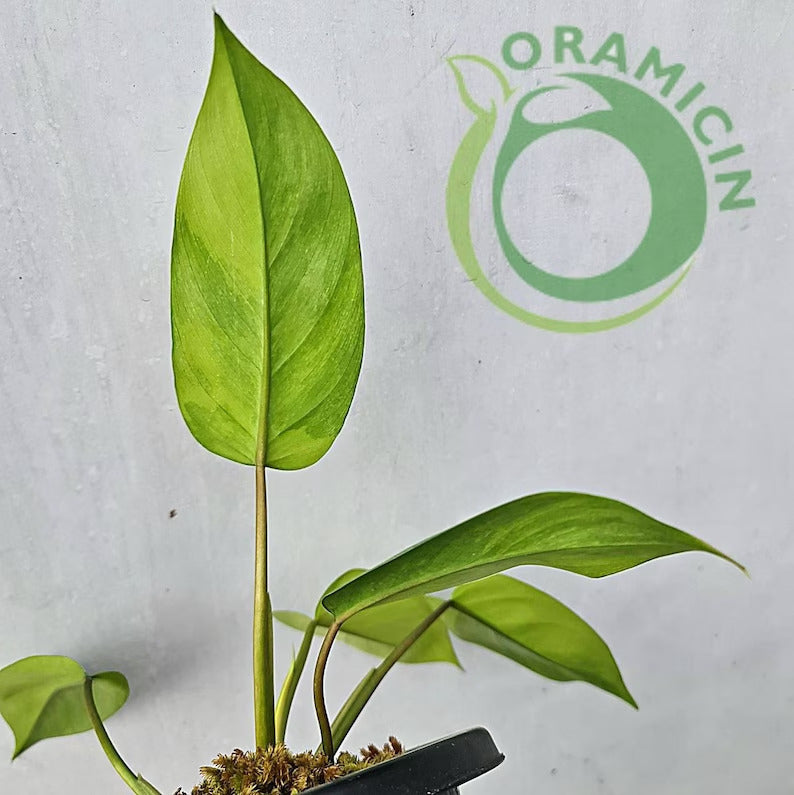 Philodendron Avocado Shake Variegated RARE Tropical Plants ORAMICIN