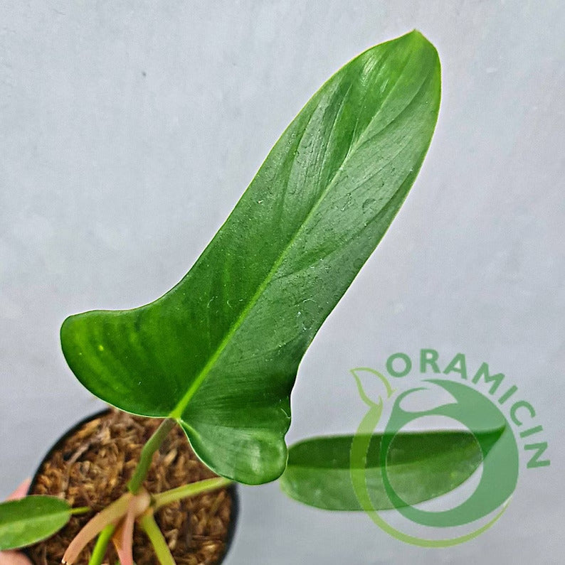 Philodendron Red Congo X Melodii Tropical Plants ORAMICIN