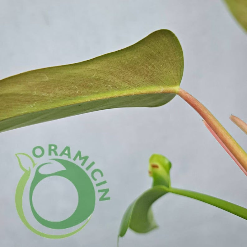 Philodendron Red Congo X Melodii Tropical Plants ORAMICIN