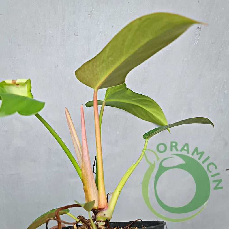 Philodendron Red Congo X Melodii Tropical Plants ORAMICIN