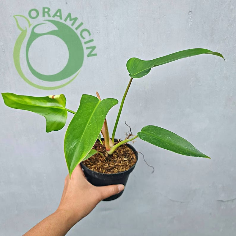Philodendron Red Congo X Melodii Tropical Plants ORAMICIN
