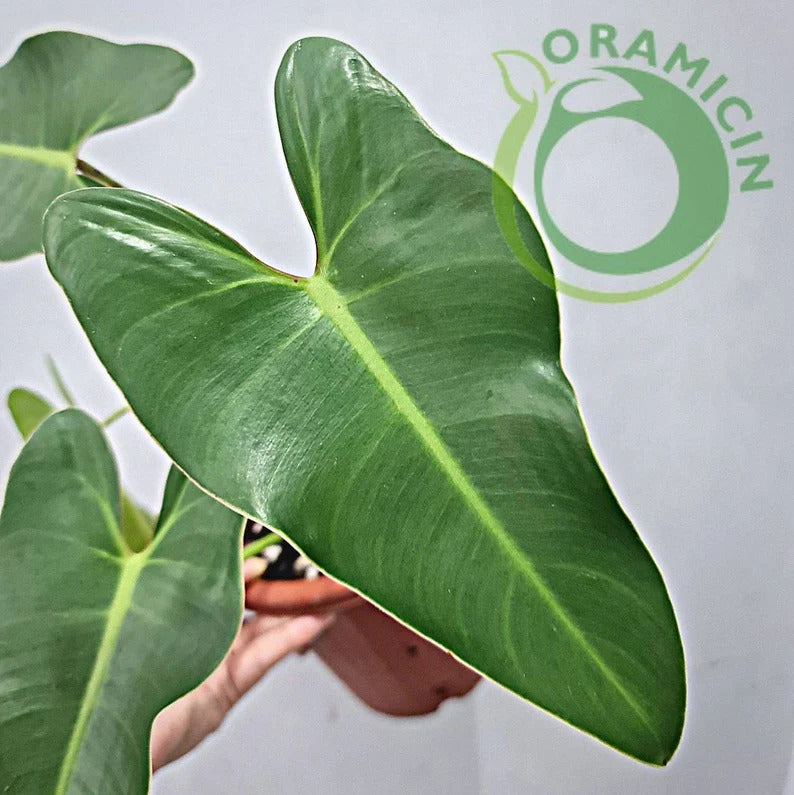 Philodendron Ilsemanii Green Tropical Plants ORAMICIN