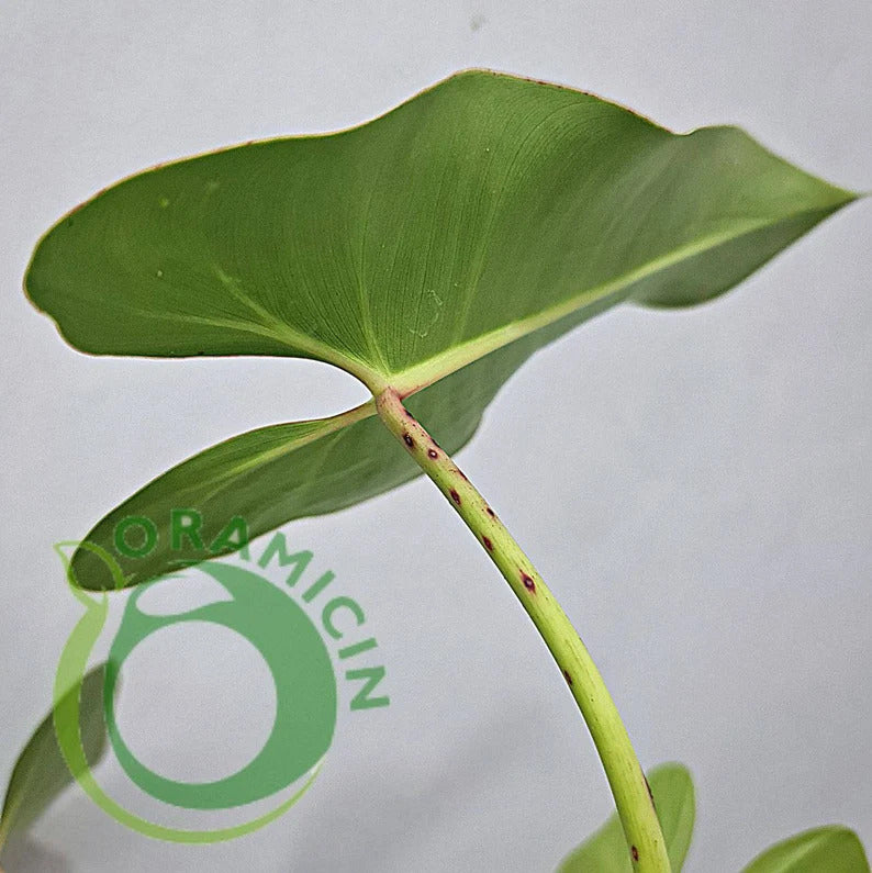 Philodendron Ilsemanii Green Tropical Plants ORAMICIN