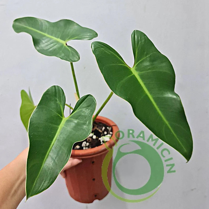 Philodendron Ilsemanii Green Tropical Plants ORAMICIN