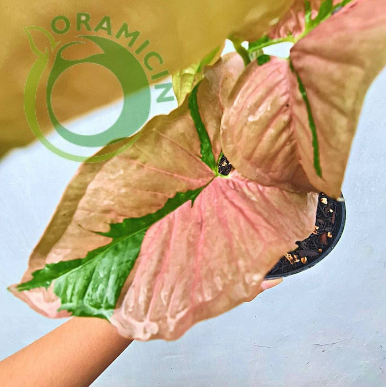 Syngonium Pink Beauty Pink Lava Variegated Tropical Plants ORAMICIN